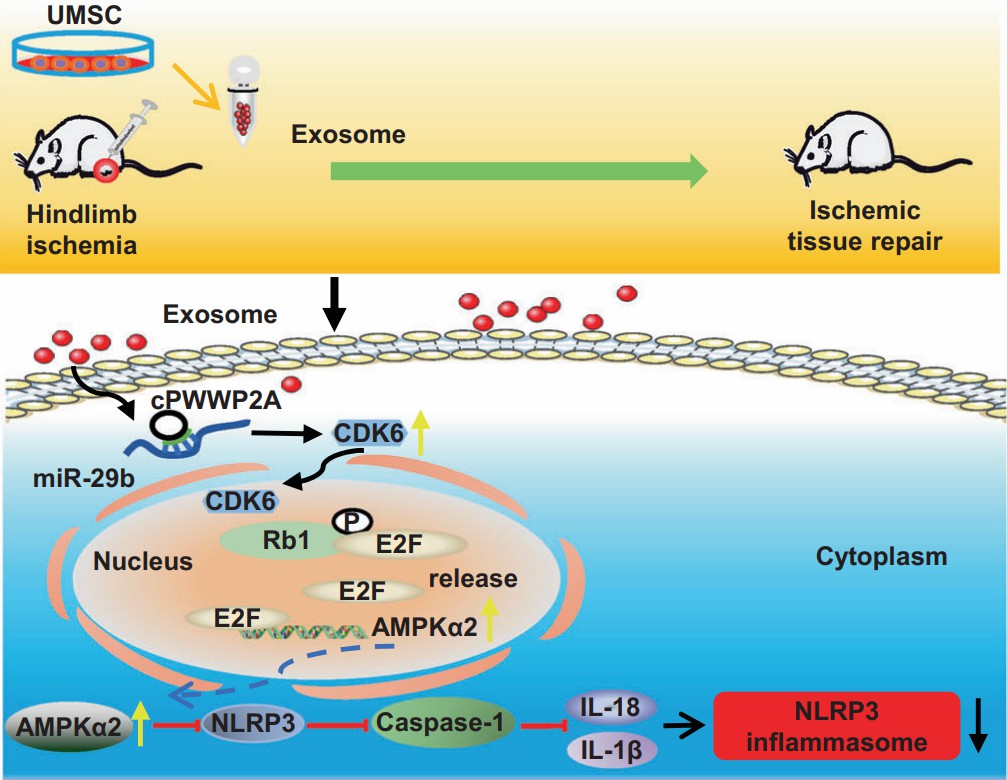 Fig.2 SC-Exo's benefits for muscle injury repair.